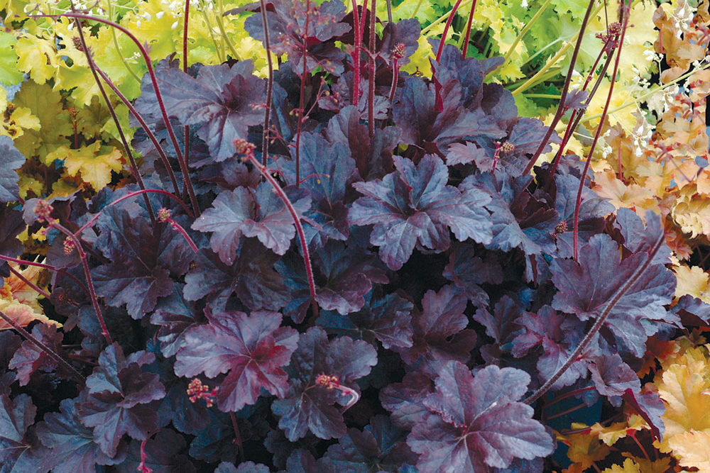 coral bells varieties