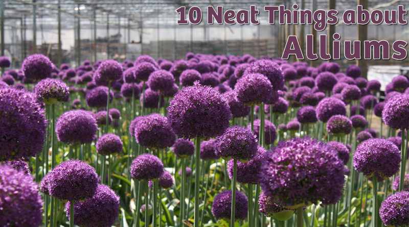 Are allium bulbs deals poisonous to dogs