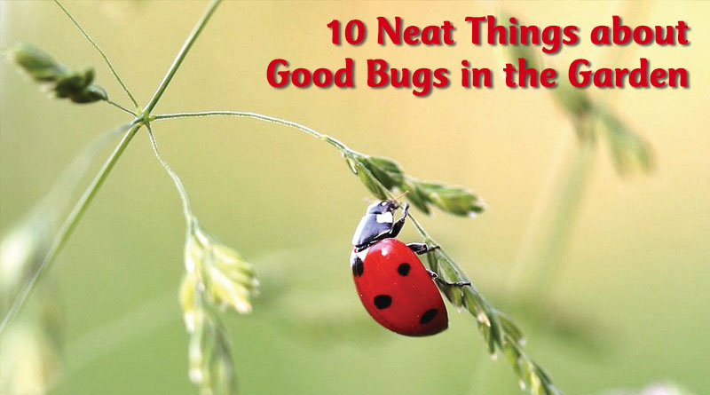 Good Bugs In The Garden Canada S Local Gardener Magazine Good Bugs In The Garden Canada S Local Gardener Magazine